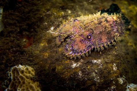 bapteme de plongee guadeloupe