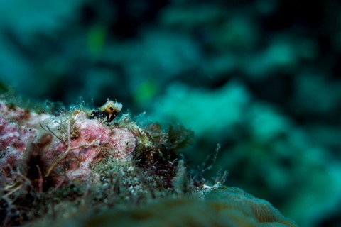 guadeloupe centre de plongee