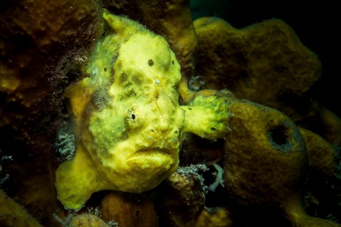 infini plongee guadeloupe