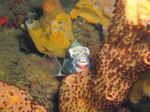 plongee guadeloupe
